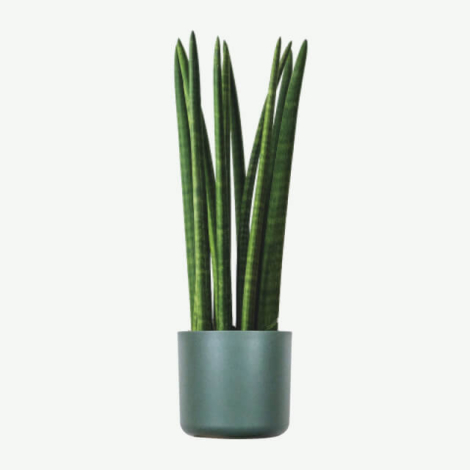 plants ecommerce product featured img 10