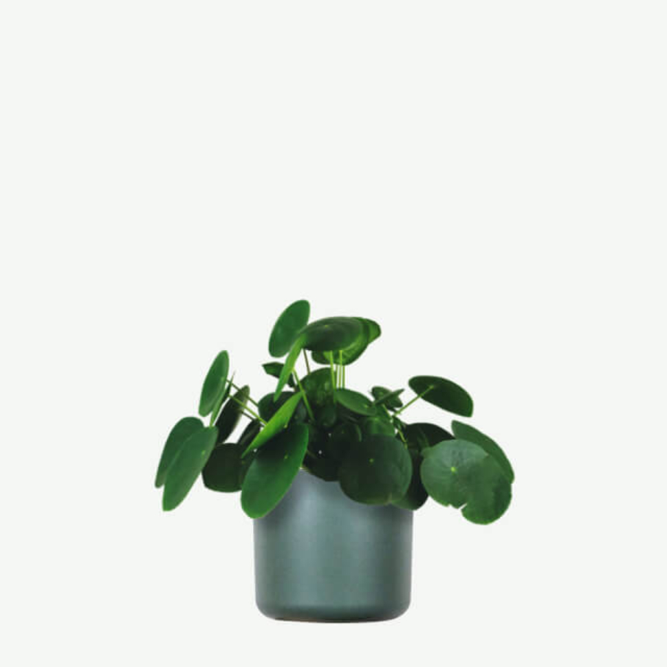 plants ecommerce product featured img 11