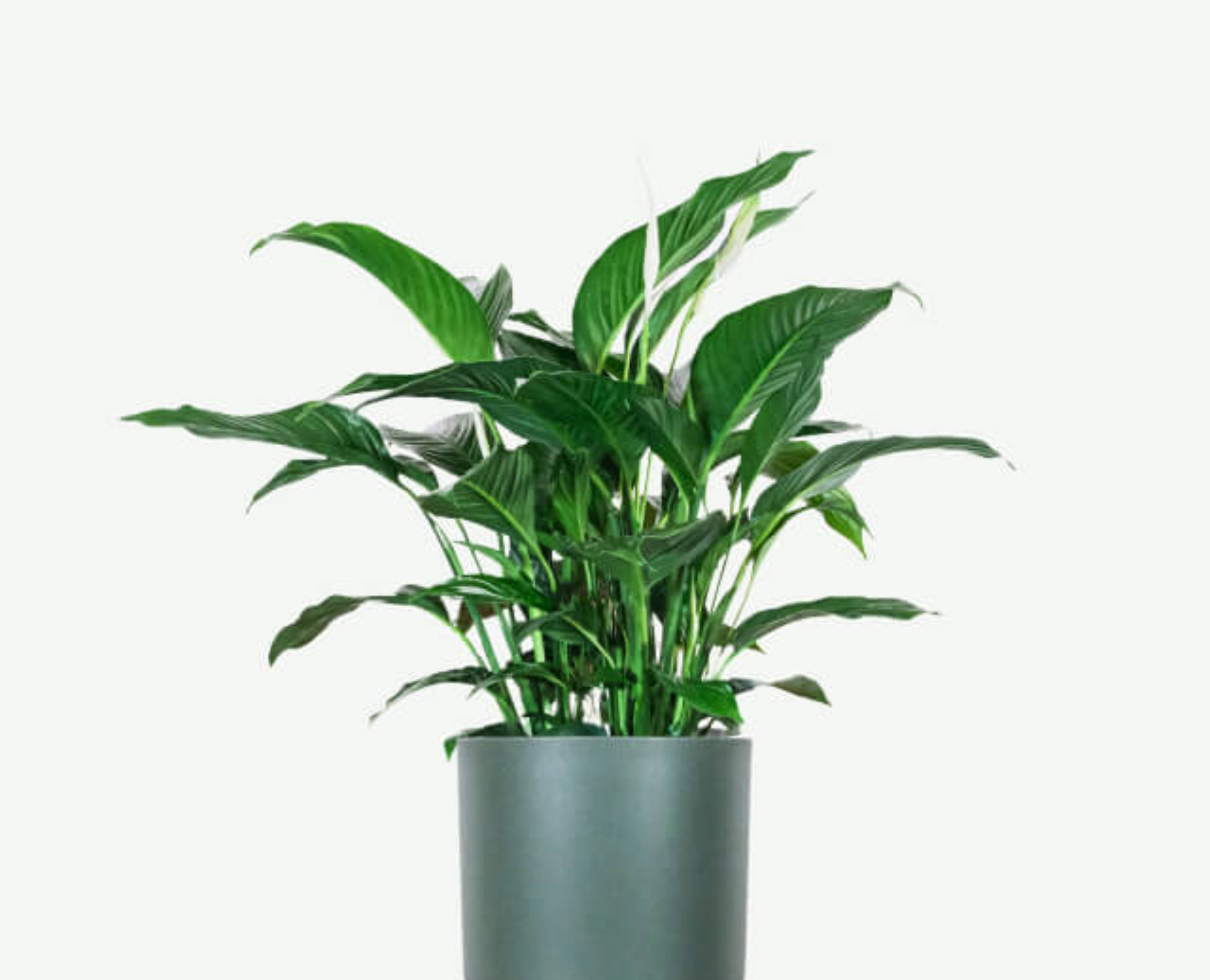 plants ecommerce product featured img 15