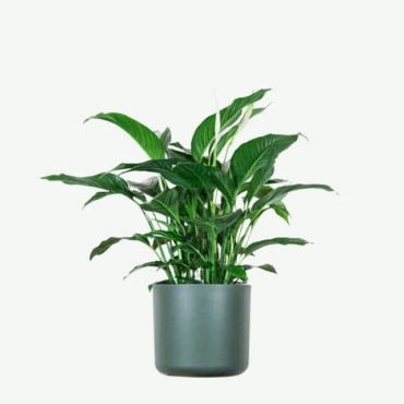 plants ecommerce product featured img 15
