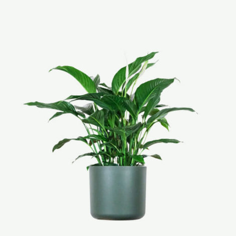 plants ecommerce product featured img 15