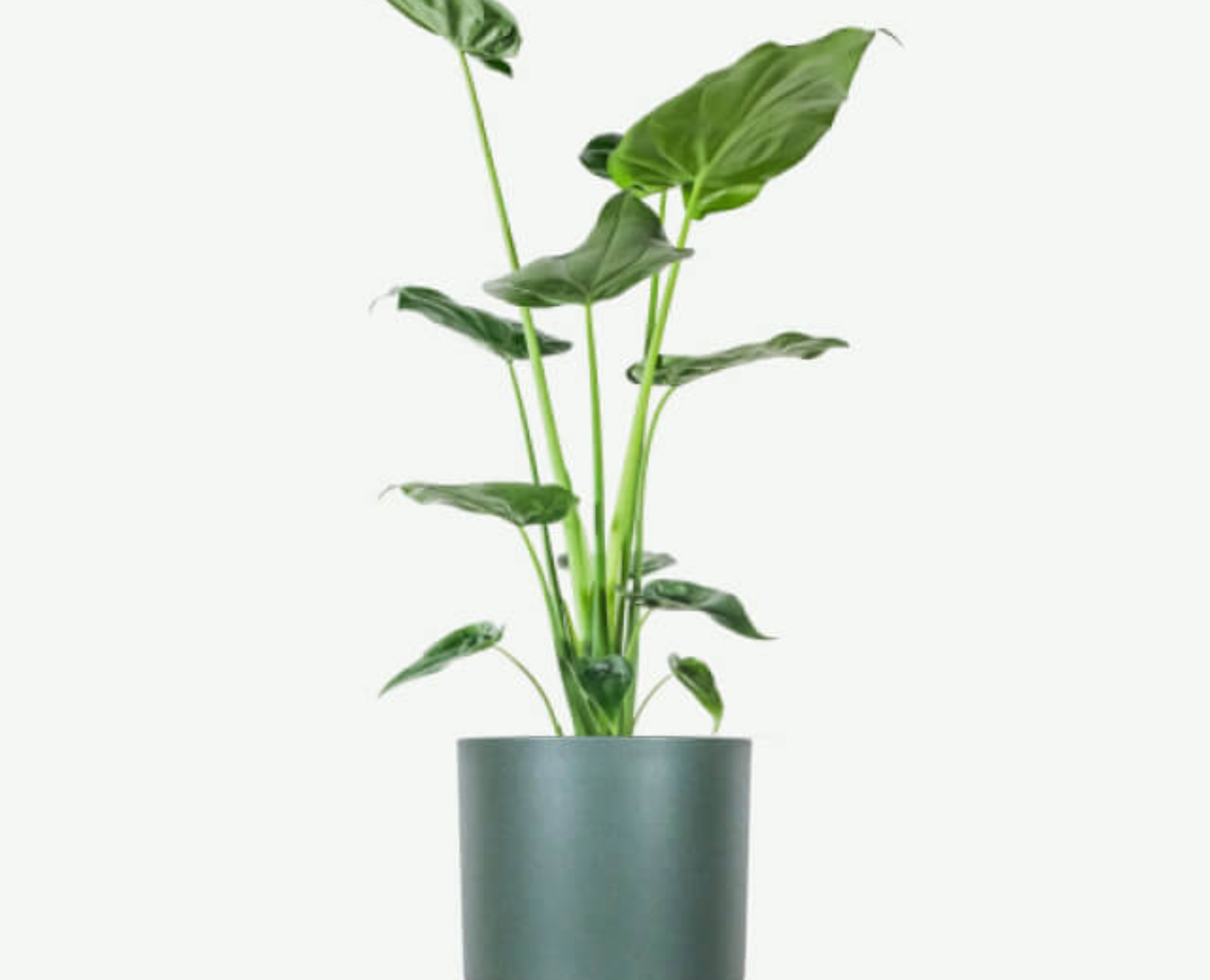 plants ecommerce product featured img 17
