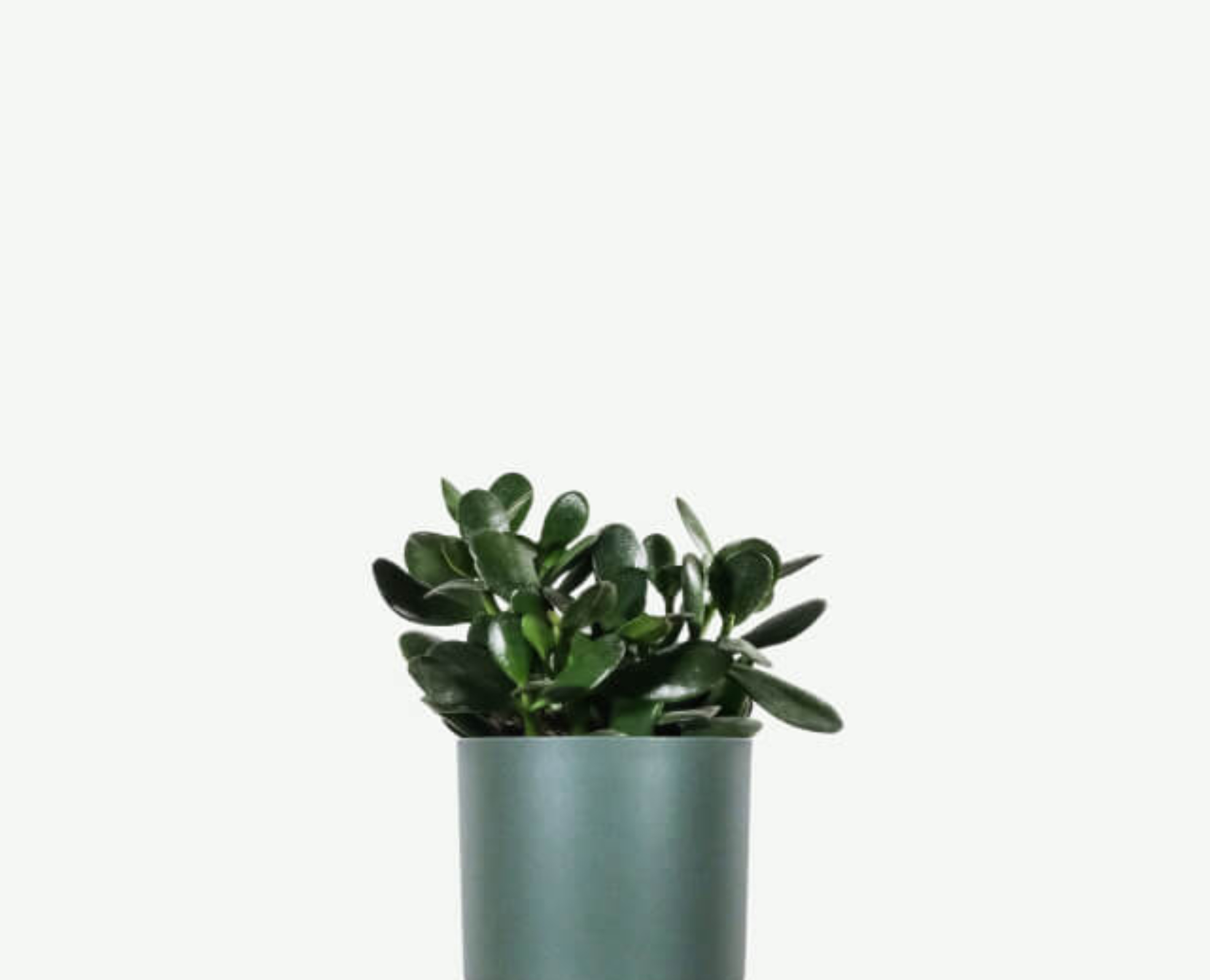 plants ecommerce product featured img 2