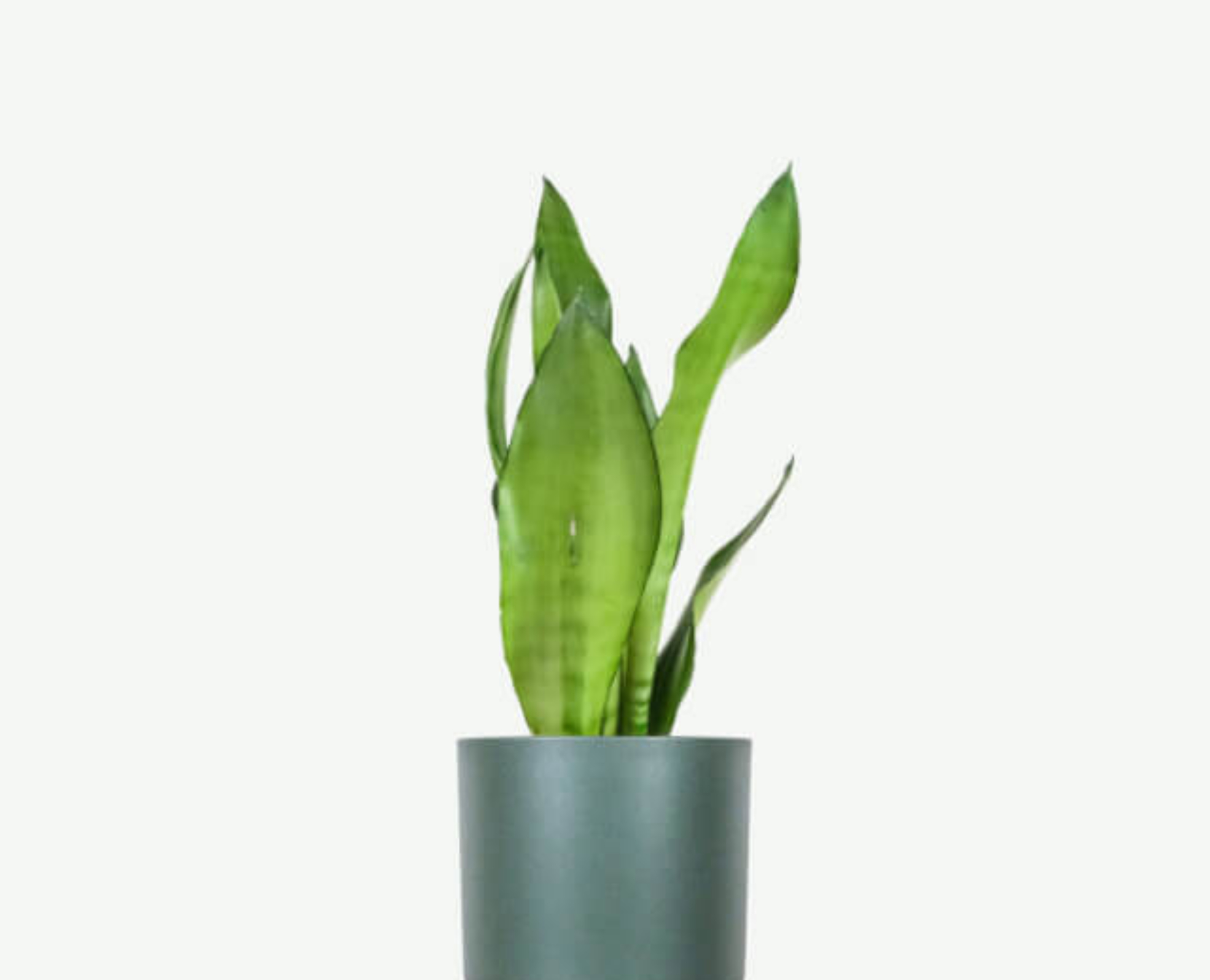plants ecommerce product featured img 3