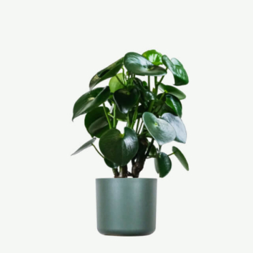 plants ecommerce product featured img 6