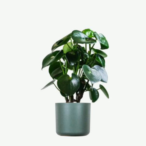 plants ecommerce product featured img 6