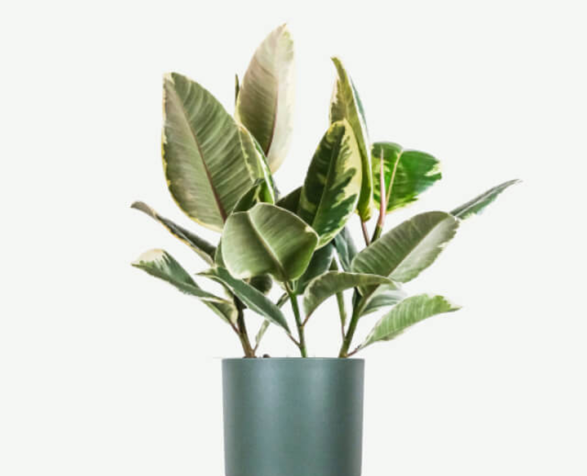 plants ecommerce product featured img 7