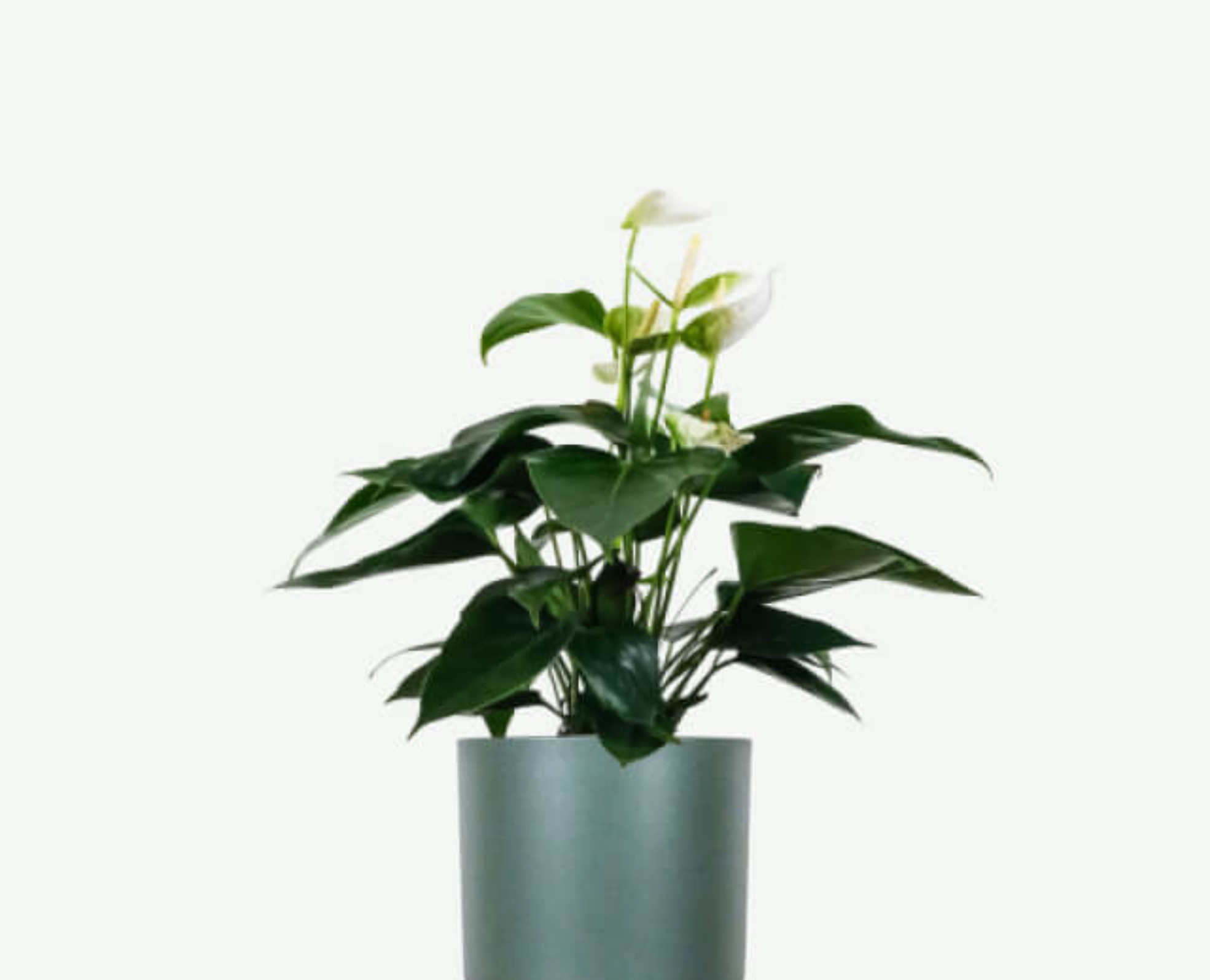 plants ecommerce product featured img 9